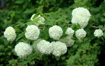 Viburnum op. Compactum - Gelderse roos