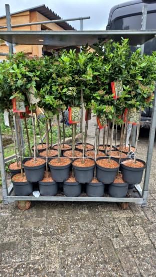Viburnum tinus - Sneeuwbal