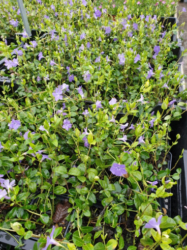 Vinca minor - Maagdenpalm