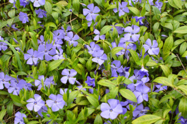 Vinca minor - Maagdenpalm 