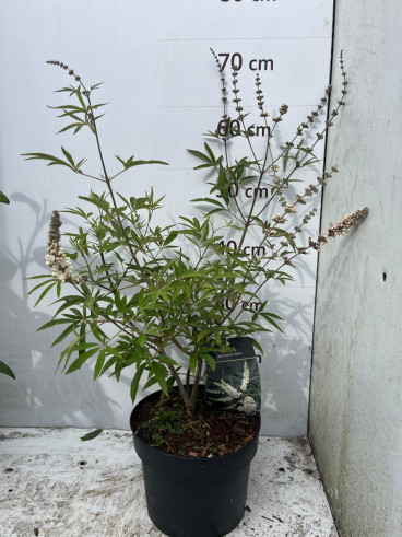 Vitex agnus-castus Album