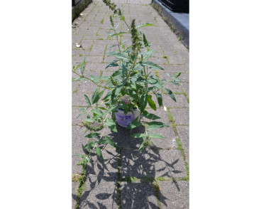 Buddleja | Vlinderstruik