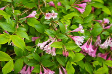 Weigela florida Alexandra - Weigelia