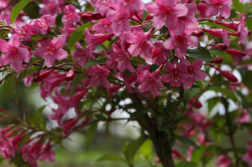 Weigela florida foliis Purpureis