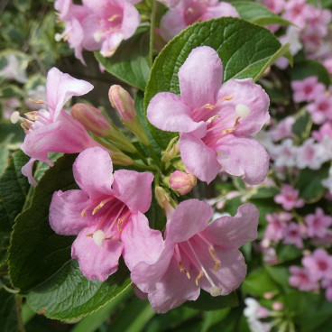 Weigela Rosea - Weigelia