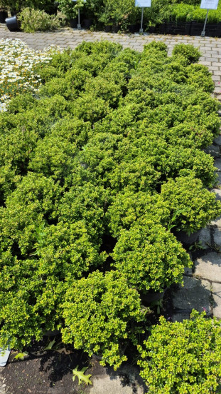 Ilex bolvorm - Partij Ilexbollen