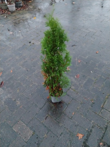 Thuja occ. Brabant - Partij coniferen