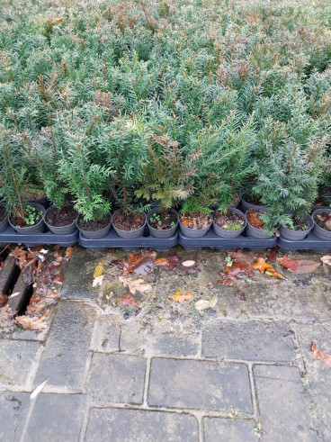 Partij Taxus 