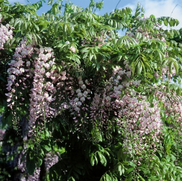 Roze regen - Wisteria sinensia Rosea