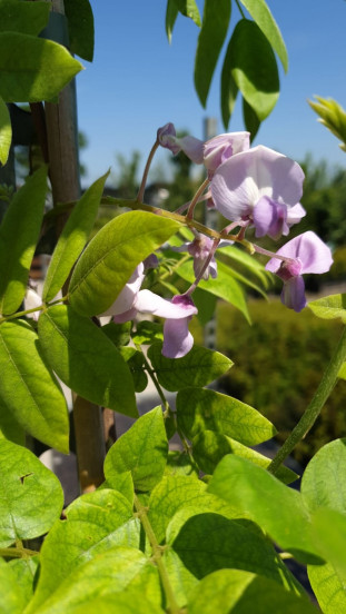 Wisteria - Blauwe regen