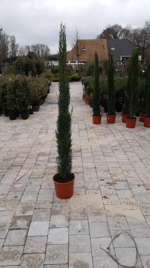 Cupressus | Cypres | Italiaanse cipres