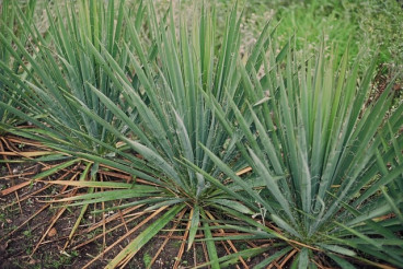 Yucca glauca - Palmlelie