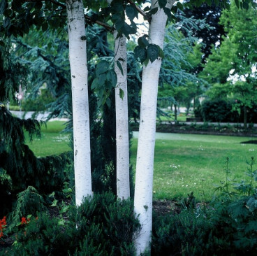 Betula utilis Doorenbos | Zilverberk