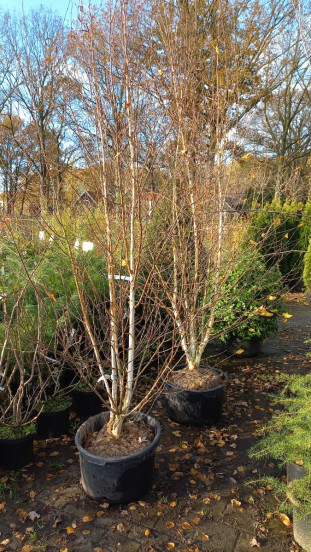 Betula utilis Doorenbos - Zilverberk - meerstammig