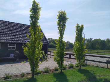 Fagus sylvatica 'Dawyck'- Groene zuilbeuk - boom