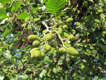 Alnus glutinosa - Zwarte Els