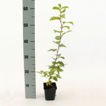 Carpinus betulus | haagbeuk | in pot