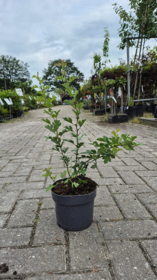 Crataegus monogyna | meidoorn | in pot