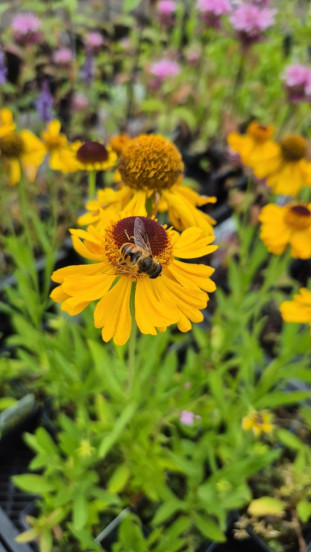 Helenium bigelovii The Bishop - Zonnekruid - 