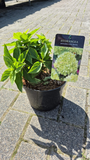 Hydrangea pan. Little Spooky - Pluimhortensia