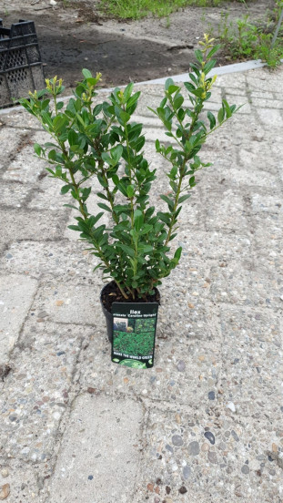 Japanse hulst - Ilex crenata Caroline Upright