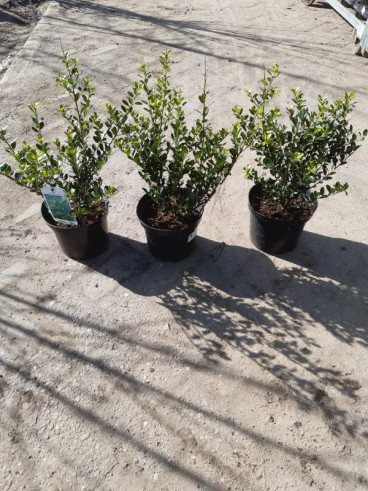 Japanse hulst - Ilex crenata Green Hedge