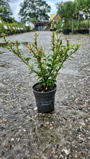 Ilex cr. Luxus - Buxusvervanger
