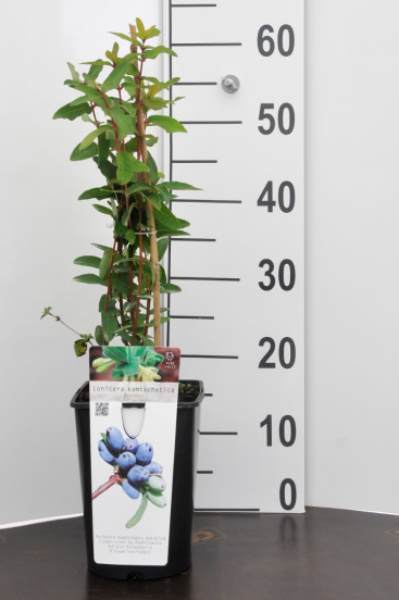 Lonicera c. Signoslaska - Honingbes