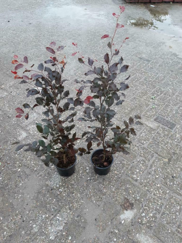 Fagus sylvatica Atropunicea | Rode beukenhaag | In pot