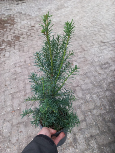 Taxus media Hicksii - Venijnboom