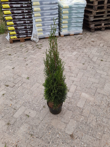 Thuja occidentalis Smaragd