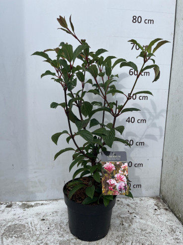 Sneeuwbal - Viburnum bodnantense Dawn