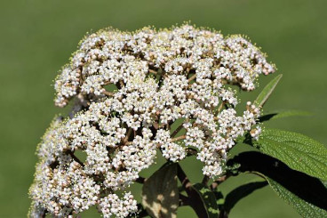 Viburnum rhytidophyllum - Sneeuwbal