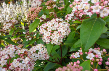 Viburnum tinus Eve Price