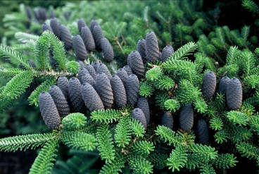 Abies koreana - Koreaanse zilverspar