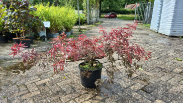 Acer pal. Garnet | Japanse Esdoorn