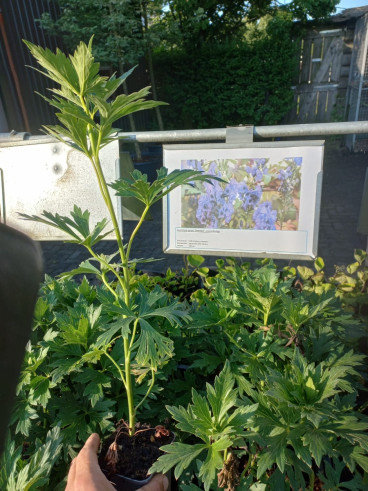 Aconitum carm. Arendsii - Monnikskap