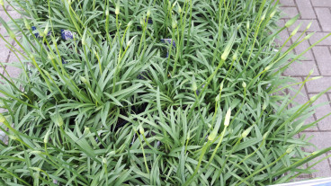 Agapanthus afr. Albus - Afrikaanse lelie