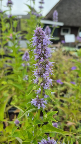 Agastache Blue Fortune - Dropplant