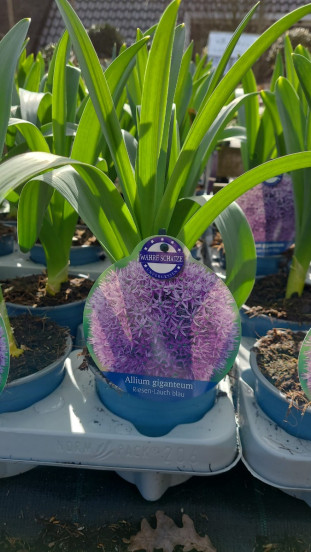 Allium Gladiator - Sierui