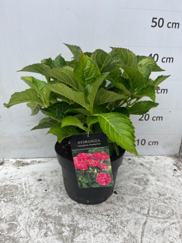 Hydrangea macr. Alpengluhen - Bolhortensia