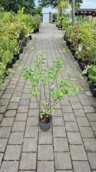 Amelanchier lamarckii - Krent