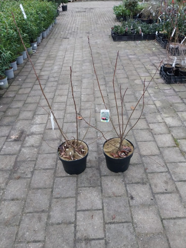 Amelanchier lamarckii - Krent