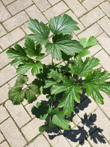 Anemone hup. Splendens - Anemoon