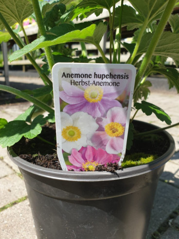 Anemone hup. September Charm - Herfstanemoon