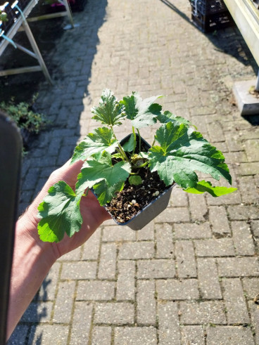 Anemone hyb. Pamina - Herfstanemoon