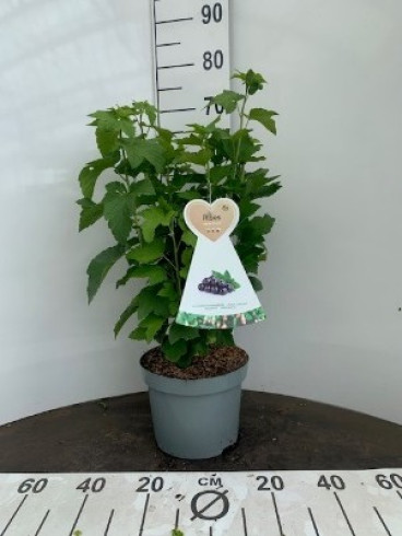Appelbes - Aronia prunifolia Viking