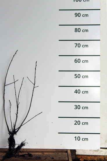 Aronia melanocarpa - Zwarte Appelbes