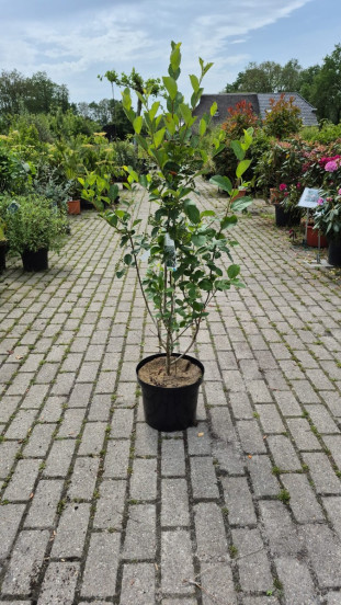Aronia melanocarpa - Zwarte Appelbes