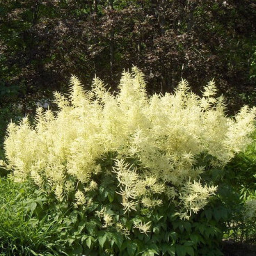 Aruncus dioicus - Geitenbaard